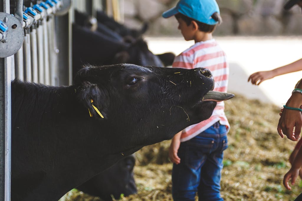 Young boy interacting with cow at a farm, showcasing rural life and livestock care.